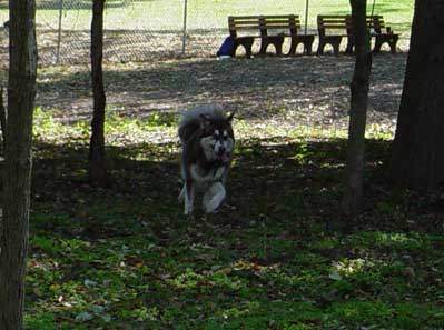 Cinnabar at the dog park