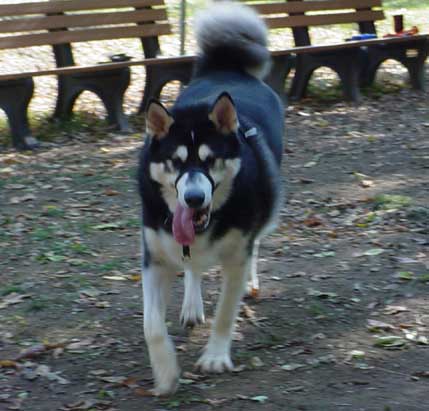 Sebastian at the dog park