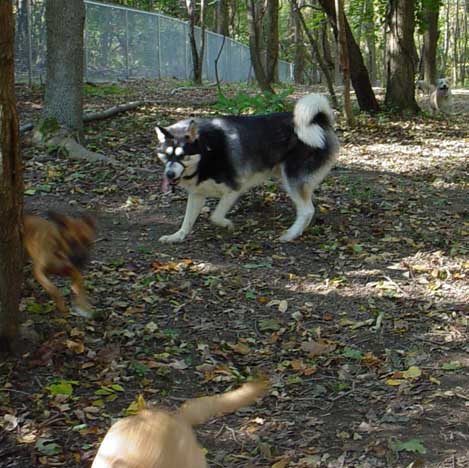 Sebastian at the dog park