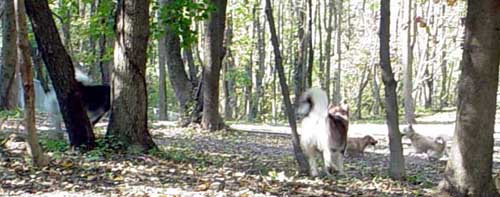 Sebastian and Cinnabar at the dog park