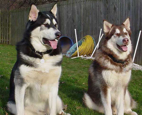 Sebastian - Alaskan Malamute