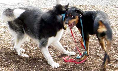 Sebastian with Tasha - May 17, 2005