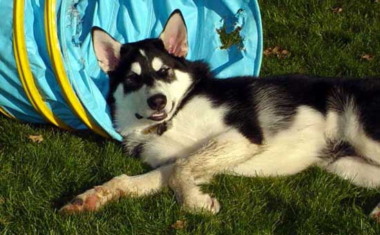 Sebastian loving his tunnel November 2004