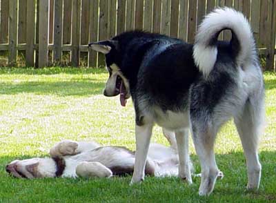 Sebastian playing with Cinnabar - July 20, 2005