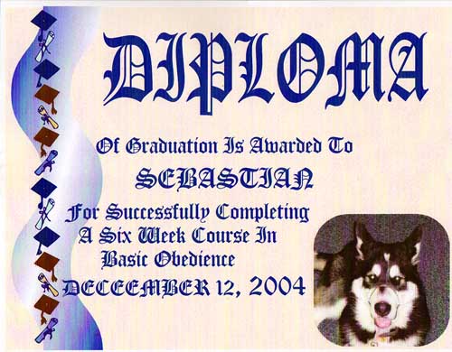 Sebastian - obedience graduate