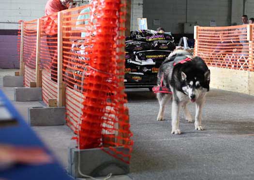 Sebastian eyeing the stuffed toy prizes