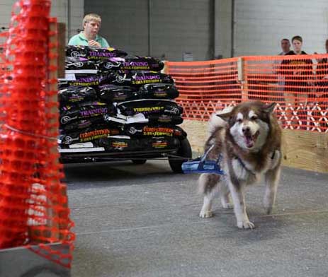 Cinnabar got the cart started