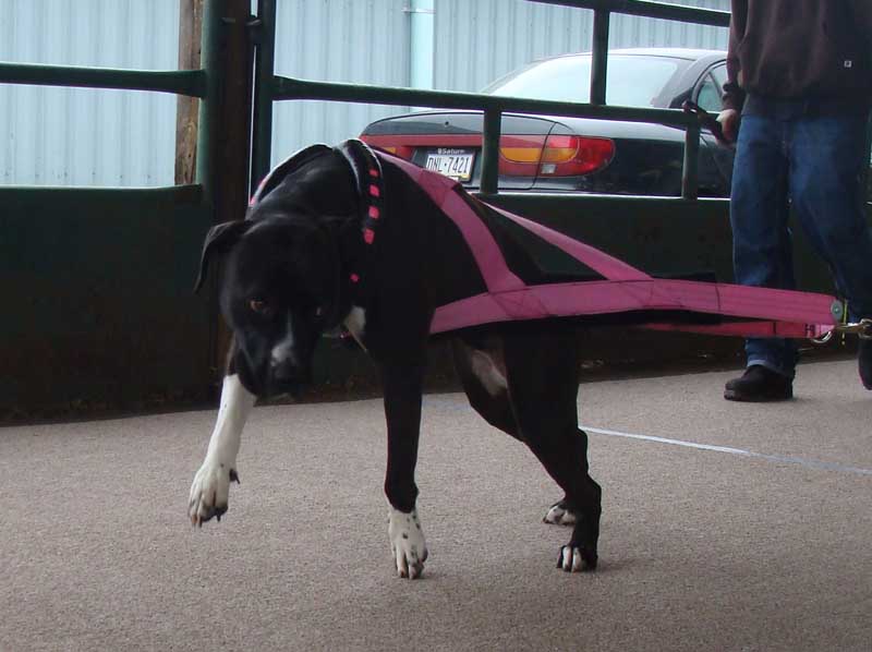 Vader UKC Weight Pull