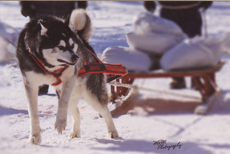 Canine Weight Pull