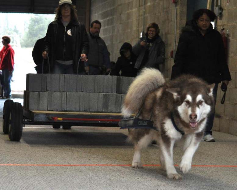 Canine Weight Pull