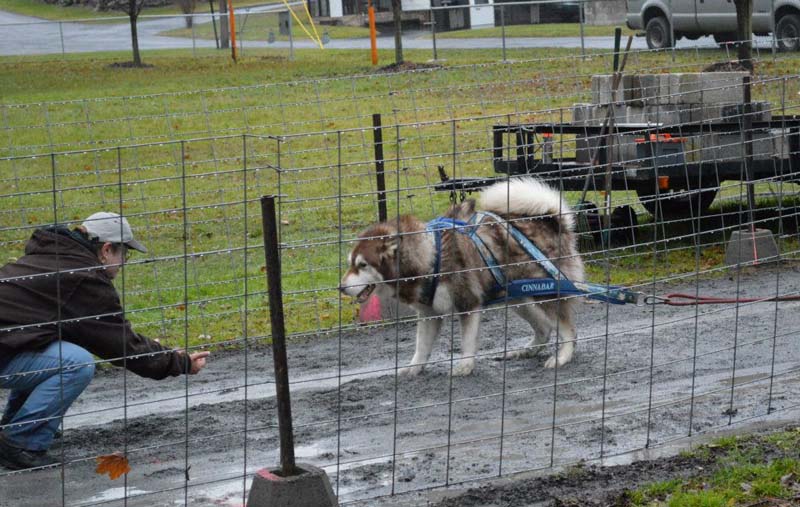 Canine Weight Pull