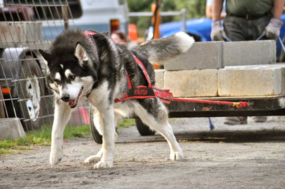 Canine Weight Pull