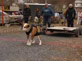 IWPA - Canine Weight Pull