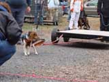IWPA - Canine Weight Pull