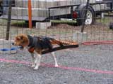 IWPA - Canine Weight Pull