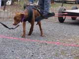 IWPA - Canine Weight Pull