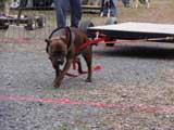 IWPA - Canine Weight Pull