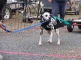 IWPA - Canine Weight Pull
