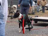 IWPA - Canine Weight Pull