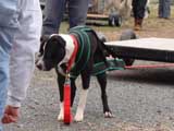IWPA - Canine Weight Pull