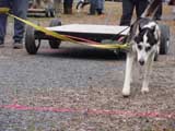 IWPA - Canine Weight Pull