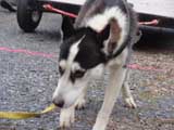 IWPA - Canine Weight Pull