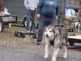 IWPA - Canine Weight Pull