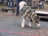 IWPA - Canine Weight Pull