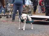IWPA - Canine Weight Pull