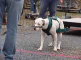 IWPA - Canine Weight Pull