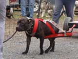 IWPA - Canine Weight Pull