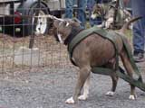 IWPA - Canine Weight Pull