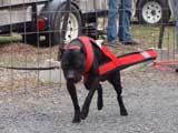 IWPA - Canine Weight Pull