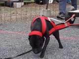 IWPA - Canine Weight Pull