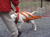 IWPA - Canine Weight Pull