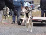 IWPA - Canine Weight Pull
