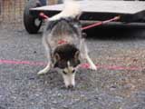 IWPA - Canine Weight Pull