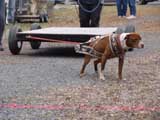 IWPA - Canine Weight Pull