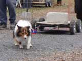 IWPA - Canine Weight Pull