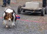 IWPA - Canine Weight Pull