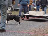 IWPA - Canine Weight Pull