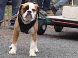 IWPA - Canine Weight Pull