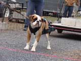 IWPA - Canine Weight Pull