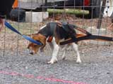 IWPA - Canine Weight Pull
