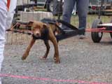 IWPA - Canine Weight Pull