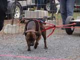 IWPA - Canine Weight Pull