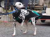IWPA - Canine Weight Pull