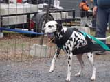 IWPA - Canine Weight Pull