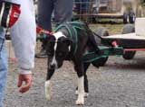 IWPA - Canine Weight Pull