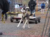 IWPA - Canine Weight Pull
